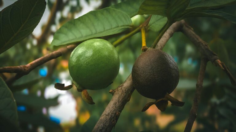 Orange and Guava: Powerful Fruits for Immunity, Heart Health, and Disease Prevention